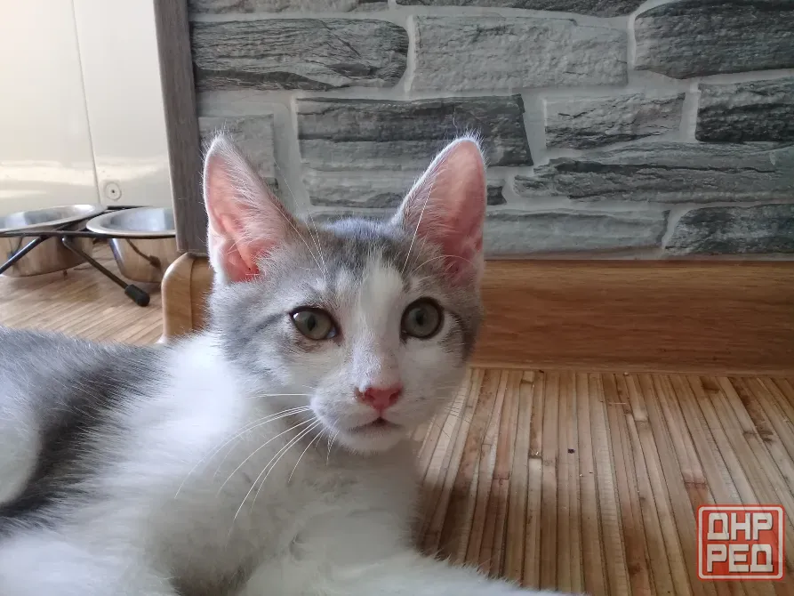 Котенок Мальчик - Кот Макеевка - изображение 2