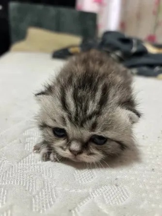Шотландцы Донецк