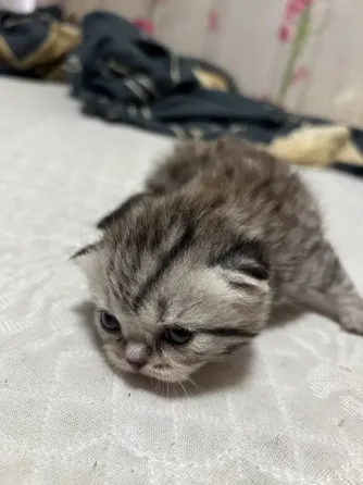 Шотландцы Донецк