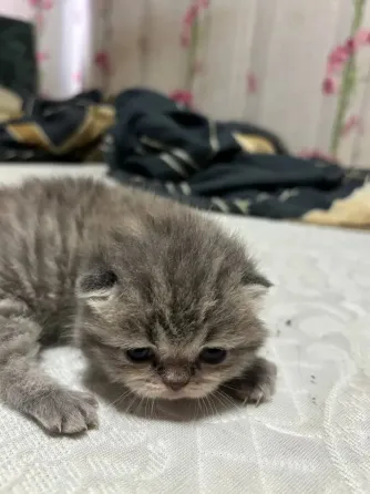 Шотландцы Донецк
