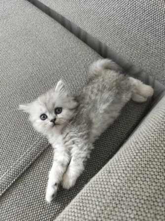 Котёнок Донецк