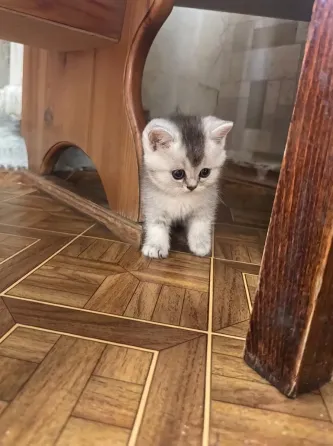 Котёнок Донецк