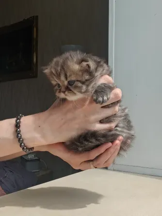 Котёнок Донецк