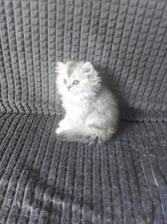 Котёнок Донецк