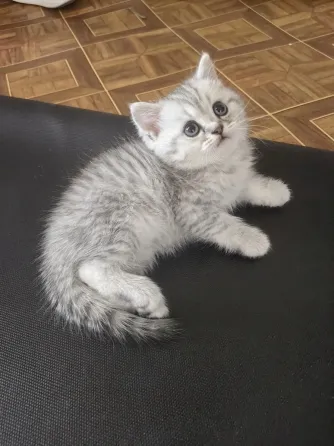 Котёнок Донецк