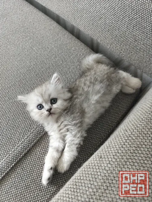 Котёнок Донецк - изображение 1