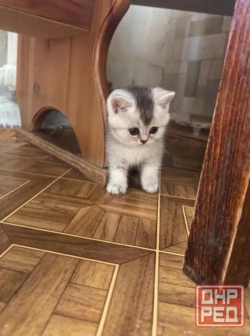 Котёнок Донецк - изображение 5