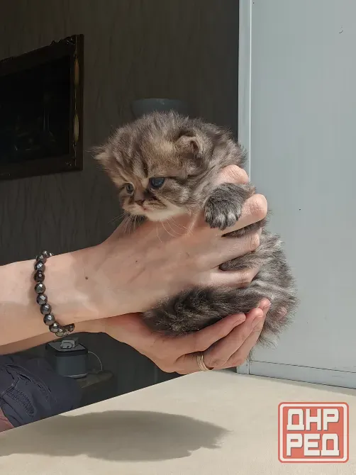 Котёнок Донецк - изображение 2