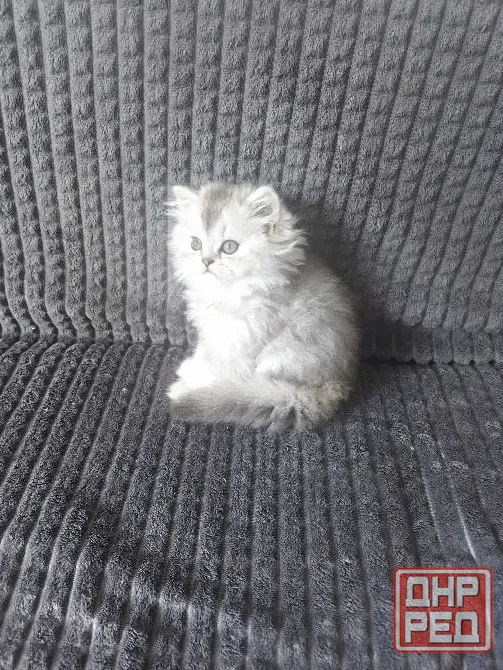 Котёнок Донецк - изображение 4