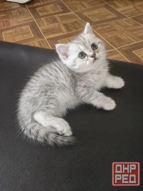 Котёнок Донецк - изображение 3