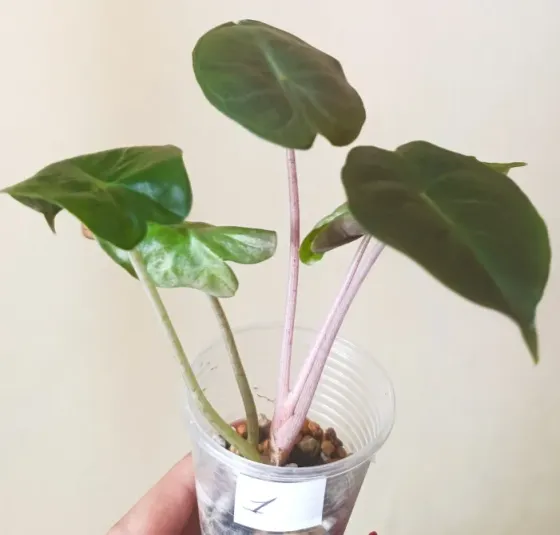 Алоказия Pink dragon Донецк