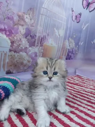 Шотландские девочки Макеевка