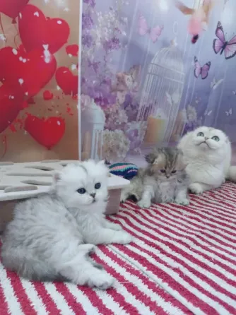 Шотландские девочки Макеевка