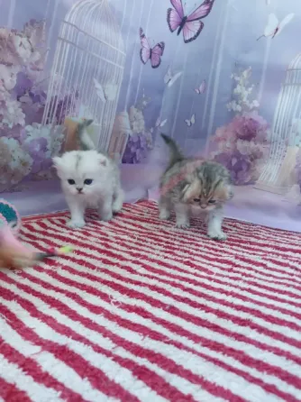Шотландские девочки Макеевка
