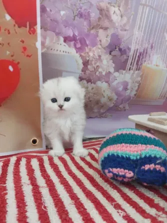Продаются шотландские котята Донецк