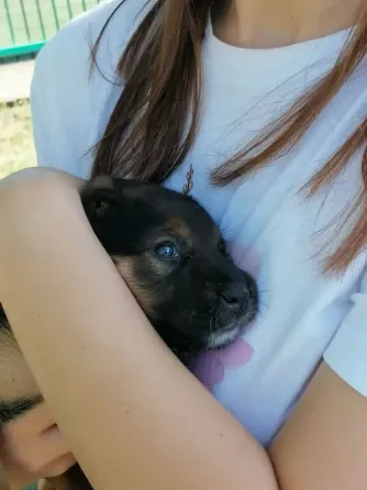 Щенок Донецк