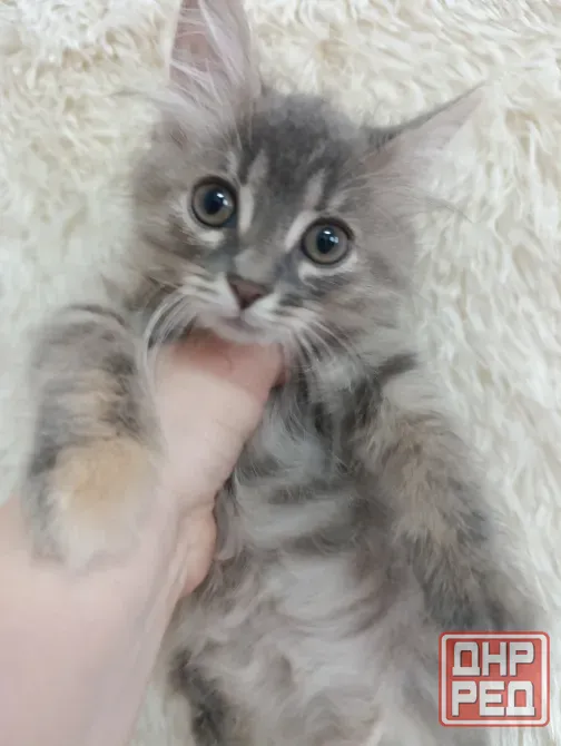 Отдам кошечку в добрые руки Макеевка - изображение 3