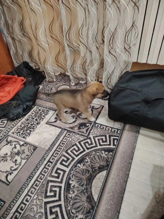 Щенок Донецк