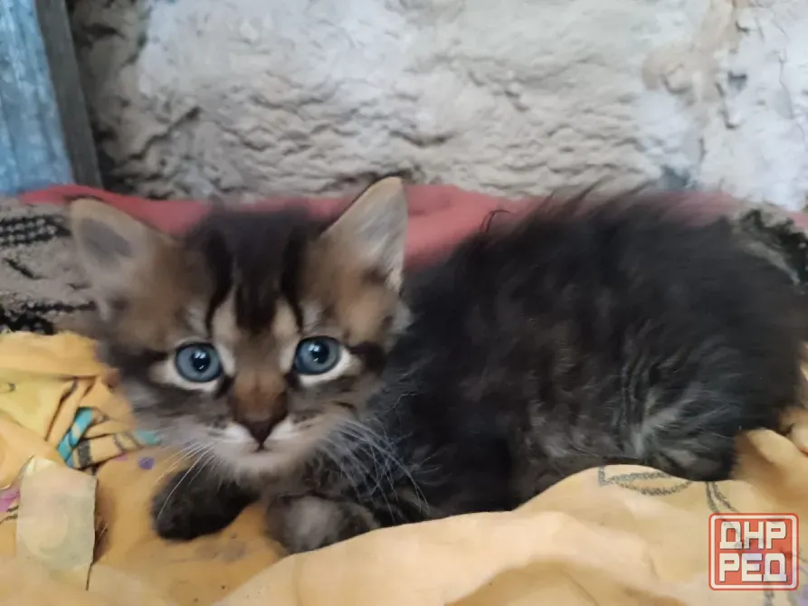 Отдаём даром котят в хорошие руки Родились 4 июня.приучены к лотку  девочки Игривые, ждут ответстве Донецк - изображение 5