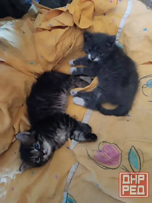 Отдаём даром котят в хорошие руки Родились 4 июня.приучены к лотку  девочки Игривые, ждут ответстве Донецк - изображение 2