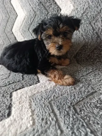 Продам щеночков Донецк