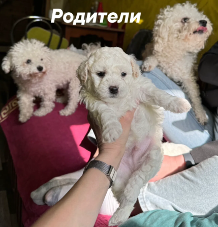 Щенок Бишон фризе Макеевка