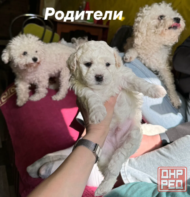Щенок Бишон фризе Макеевка - изображение 2