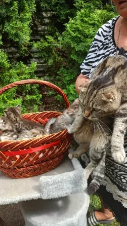 Шотландский котенок Донецк