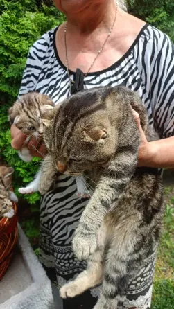Шотландский котенок Донецк