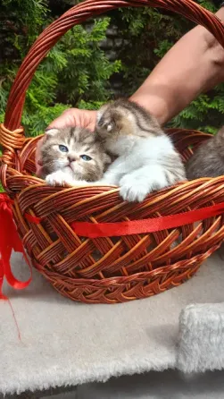 Шотландский котенок Донецк