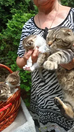 Шотландский котенок Донецк