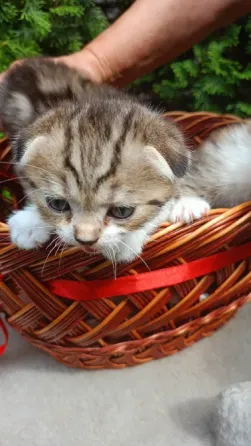 Шотландский котенок Донецк