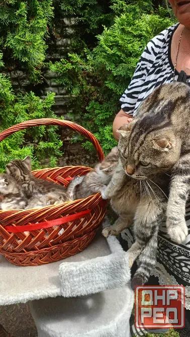 Шотландский котенок Донецк - изображение 3