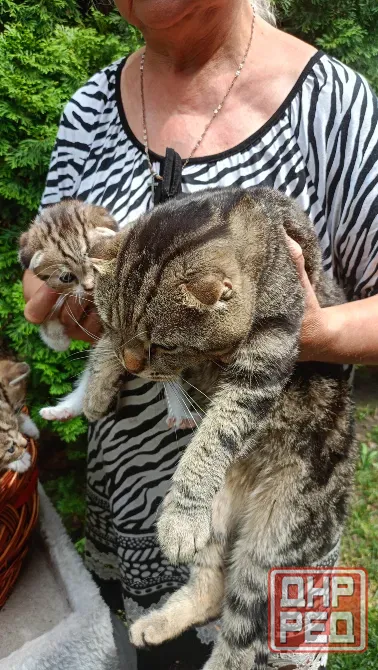 Шотландский котенок Донецк - изображение 2
