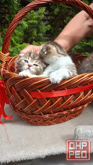 Шотландский котенок Донецк - изображение 5