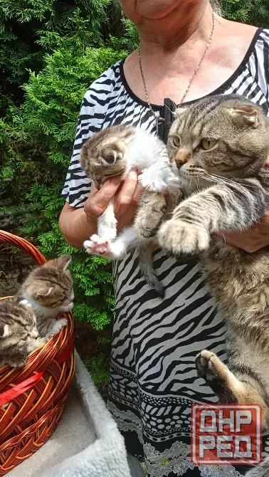 Шотландский котенок Донецк - изображение 4