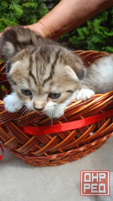 Шотландский котенок Донецк - изображение 1