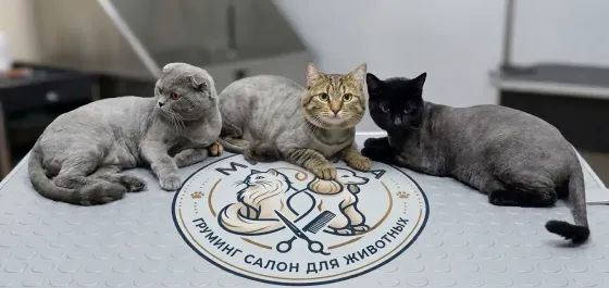 Стрижка животных Донецк