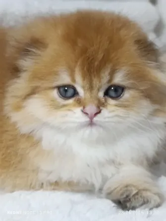 Шотландские Хайленд мальчик Донецк