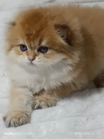 Шотландские Хайленд мальчик Донецк