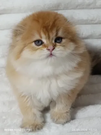 Шотландские Хайленд мальчик Донецк