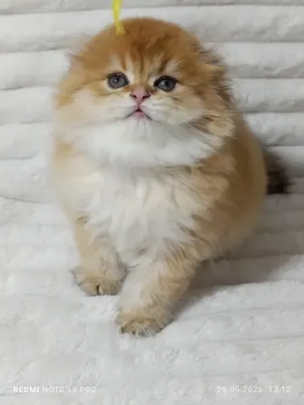 Шотландские Хайленд мальчик Донецк