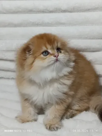 Шотландские Хайленд мальчик Донецк