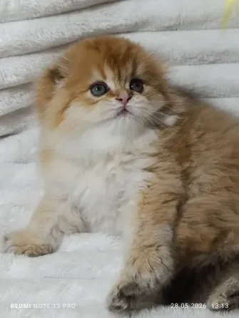Шотландские Хайленд мальчик Донецк
