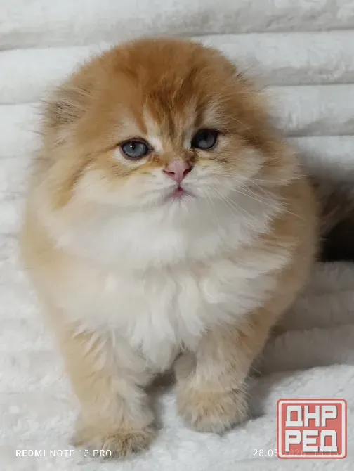 Шотландские Хайленд мальчик Донецк - изображение 3