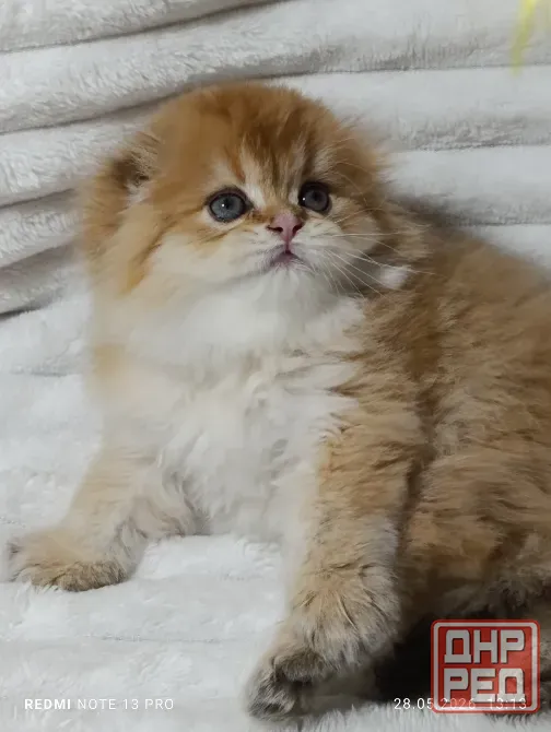 Шотландские Хайленд мальчик Донецк - изображение 1