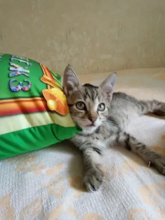 Отдадим котят в добрые руки Донецк
