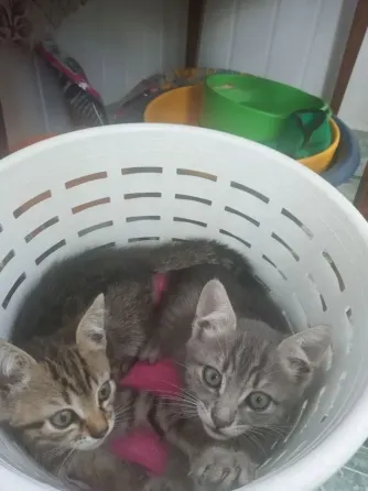 Отдадим котят в добрые руки Донецк