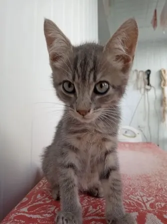 Отдадим котят в добрые руки Донецк