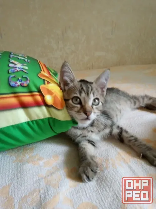 Отдадим котят в добрые руки Донецк - изображение 1